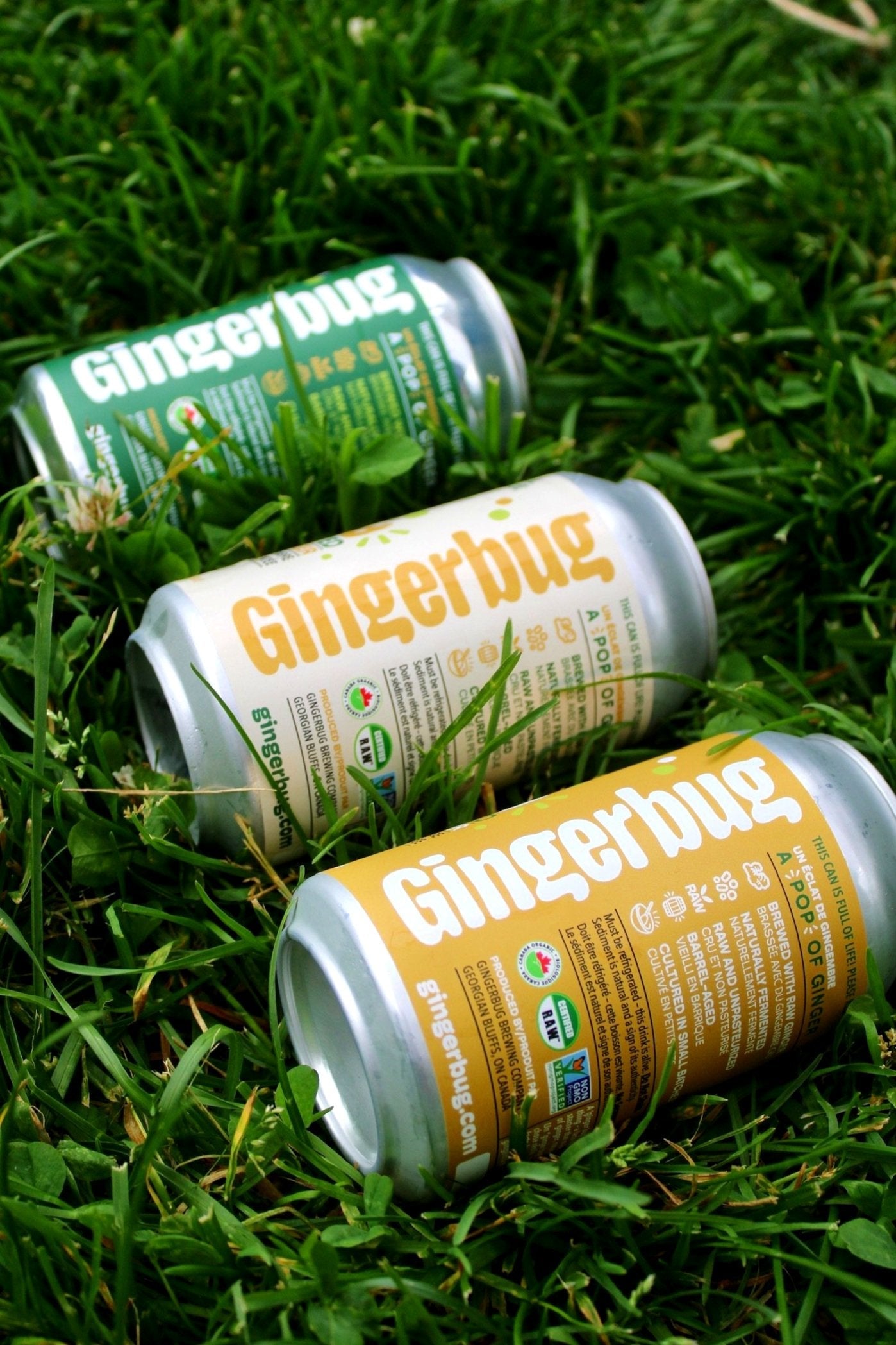 Gingerbug